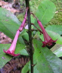 Alseuosmia macrophylla, from near Auckland