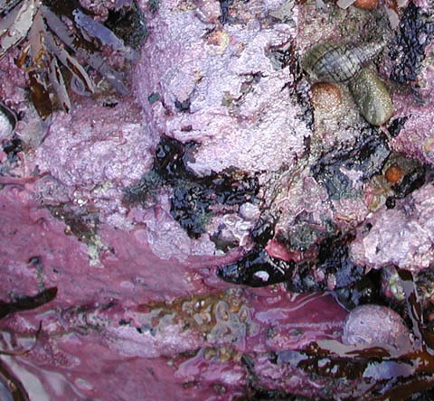 Coralline ‘pink paint' on rock (Credit: T.J.Farr)