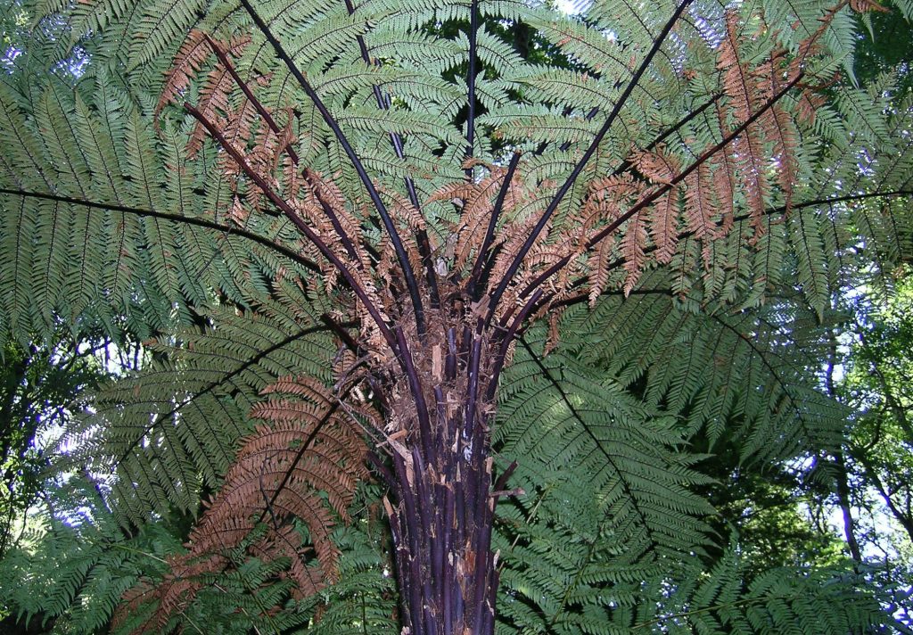 What’s a punga? | Te Papa’s Blog