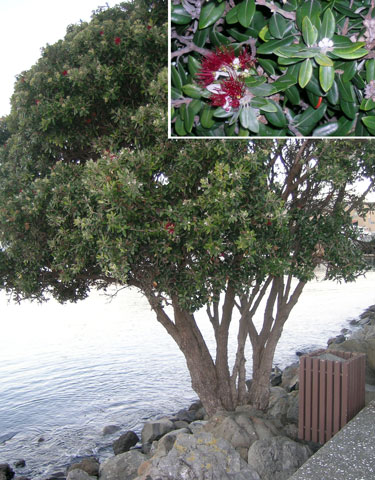 Pohutukawa on Wellington’s waterfront, 20 June 2009. It is still in flower, over a month later. Image by Leon Perrie, Curator. © Museum of New Zealand Te Papa Tongarewa.