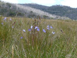 Wahlenbergia ceracea growing in an alpine bog on the slopes of Mt Kosciuszko, New South Wales, Australia.