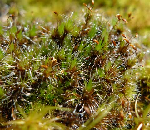 The silver-tipped Campylopus introflexus is one of my favourite mosses. Photo by Leon Perrie, Curator. (c) Museum of New Zealand Te Papa Tongarewa.