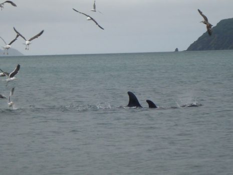 Jochen Flöthe's photos of the Killer whales or Orca in Wellington Harbour