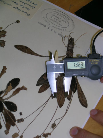 Measuring leaf width (in mm) of a Te Papa specimen of Plantago spathulata with a digital calipers. Photo © Museum of New Zealand Te Papa Tongarewa.