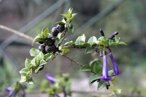The shrub Rhaphithamnus venustus (Verbenaceae). Photo © Heidi M. Meudt.