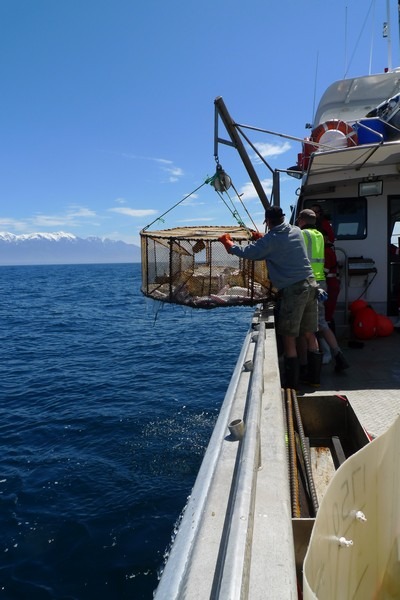 Fish trap being retrieved after deployment at 700m depth. Te Papa, photograph by Vincent Zintzen.