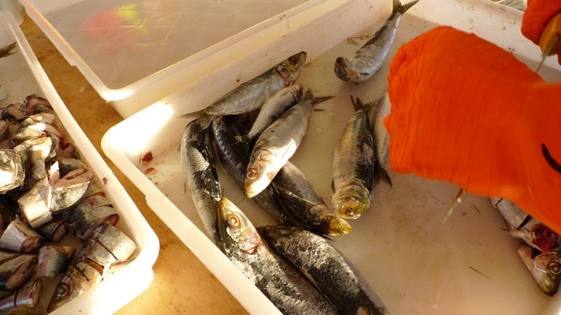 Chopping frozen pilchard to be used as bait in fish traps and video units. Te Papa, photograph by Vincent Zintzen.