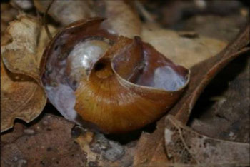 5.Rat-eaten Amborhytida tarangaensis snail, Hen Island, December 2010. Photo: Colin Miskelly.