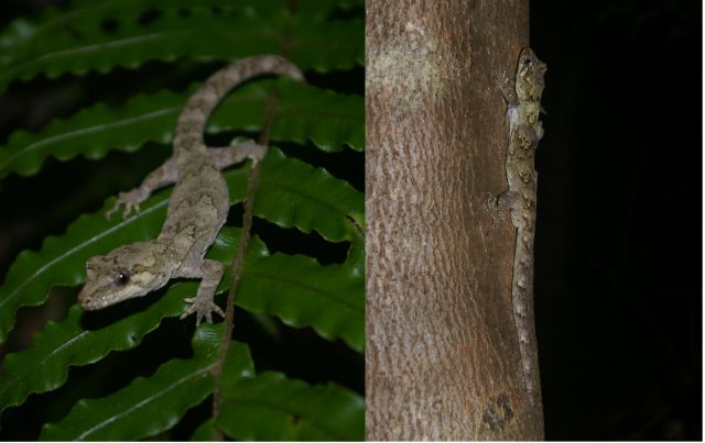 2. The first and second forest geckos recorded from Nukuwaiata, January 2011
