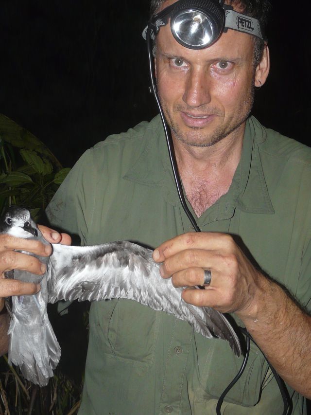 Colin Miskelly holding a magnificent petrel (a subspecies of collared petrel). Photo: Alan Tennyson