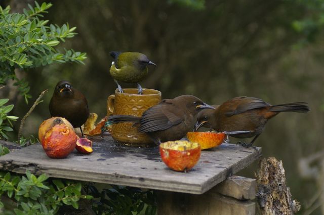 Three jackbirds (juvenile South Island saddlebacks) and a male bellbird at a feed-table beside the Trows’ hut, Kundy Island. Photo: Colin Miskelly.