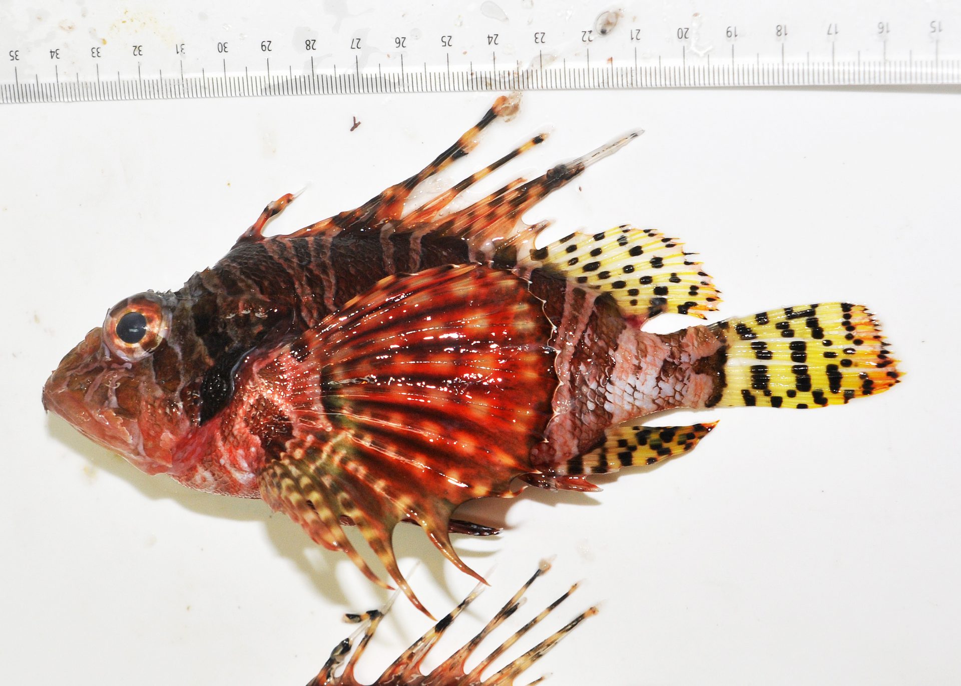 Zebra lionfish Dendrochirus zebra photo. Photograph by M. Francis, reproduced courtesy of Auckland Museum
