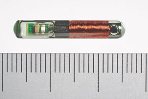 Fig. 6 The microchip likely to be inserted under the penguin’s skin before release. Scale bar in millimetres. Photo: Te Papa