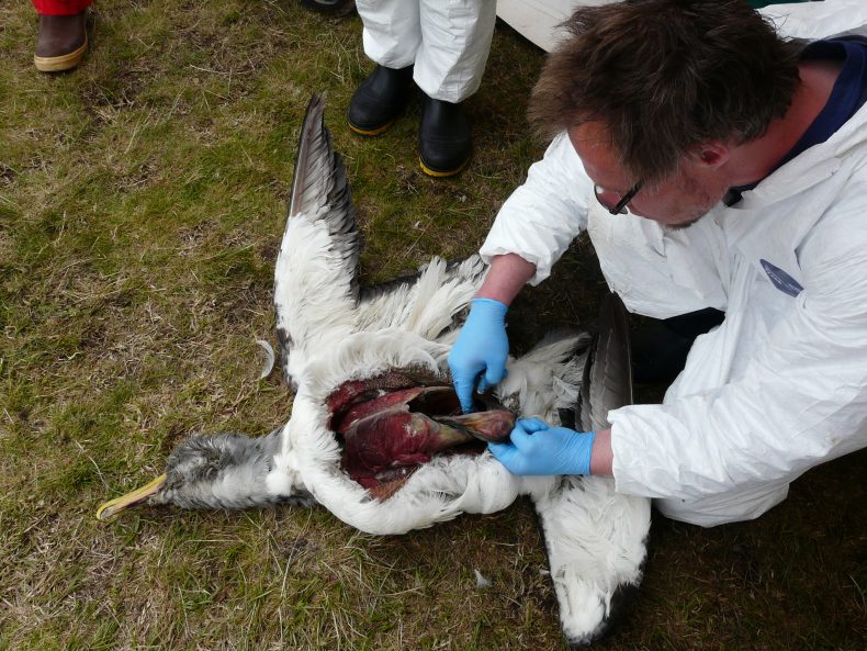 A Chatham Island albatross that apparently died of natural causes being dissected by Massey vet Stuart Hunter. Photograph by A. Tennyson, Te Papa