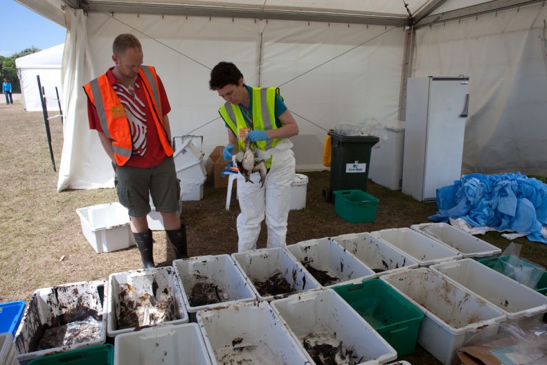 Dead oiled birds being examined by Te Papa scientists. Photograph by and reproduced courtesy of Dominique Filippi