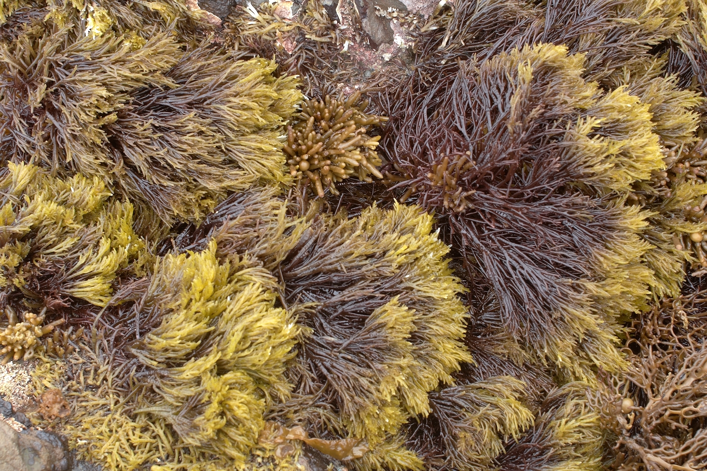 Moa Point seaweed, photographed by Jean-Claude