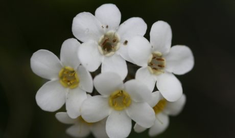 Flowers of Myosotis aff. australis "white" from the Chalk Range, Marlborough, South Island (WELT SP090551). Photo by Heidi Meudt, copyright Te Papa.