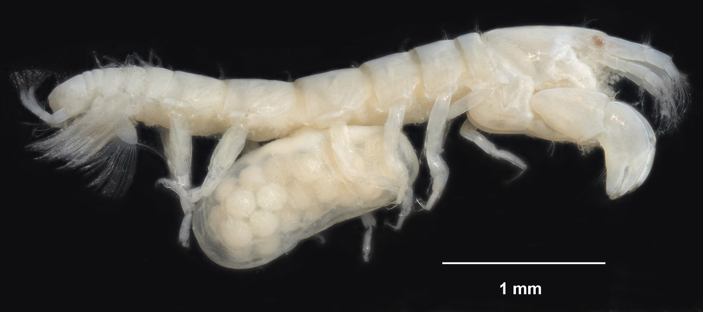 A new tanaid species in the genus Zeuxo from the Auckland Islands. All tanaids have a pair of quite large pinchers, as this one does. Note also the eggs under the body of this female, carried in a brood-pouch formed by membranes that grow from the inner base of its legs. (© Te Papa, photographer Jean-Claude Stahl). 