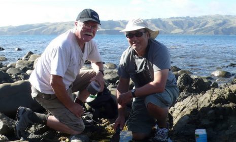 Graham Bird (right) and Rick Webber (Curator of Crustacea at Te Papa) collecting tanaids and other small invertebrates from gravel and algae in tide pools on Mana Island during the 2011 Mana Marine Bioblitz. (© Graham Bird).