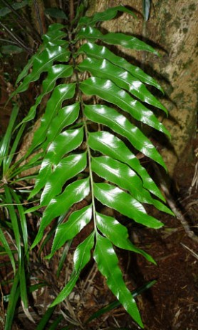 New Caledonian ferns with close relatives in New Zealand | Te Papa’s Blog