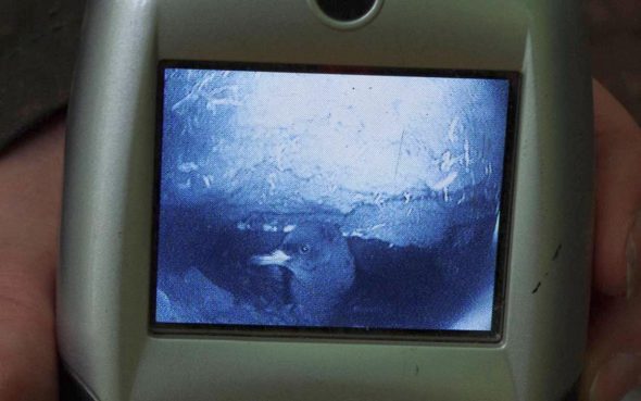 Life through a burrowscope lens (Part 1) – subterranean Titi Island ...