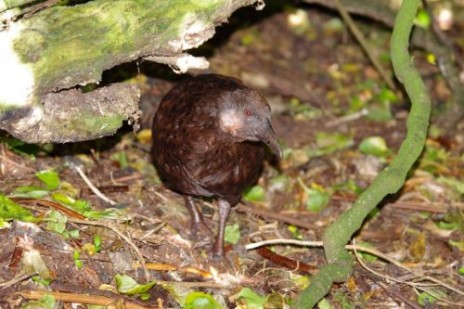 Dark morph weka on Green Island, December 2012. Image: Colin Miskelly