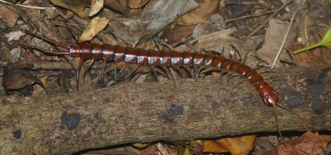 Large, fast and venomous - a very good reason to keep your tent firmly zipped closed. Giant centipede on Aorangi Island, Poor Knights Islands Nature Reserve. Image: Colin Miskelly, Te Papa