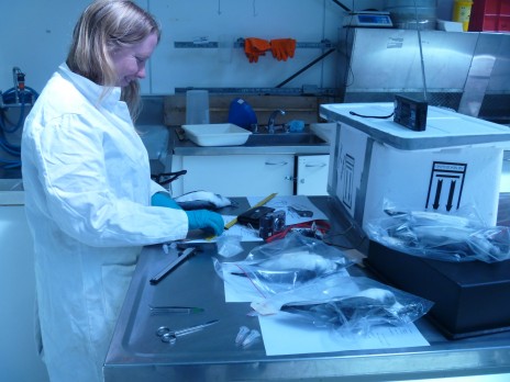 Te Papa seabird scientist Sarah Jamieson measures defrosted prions from the 2011 wreck