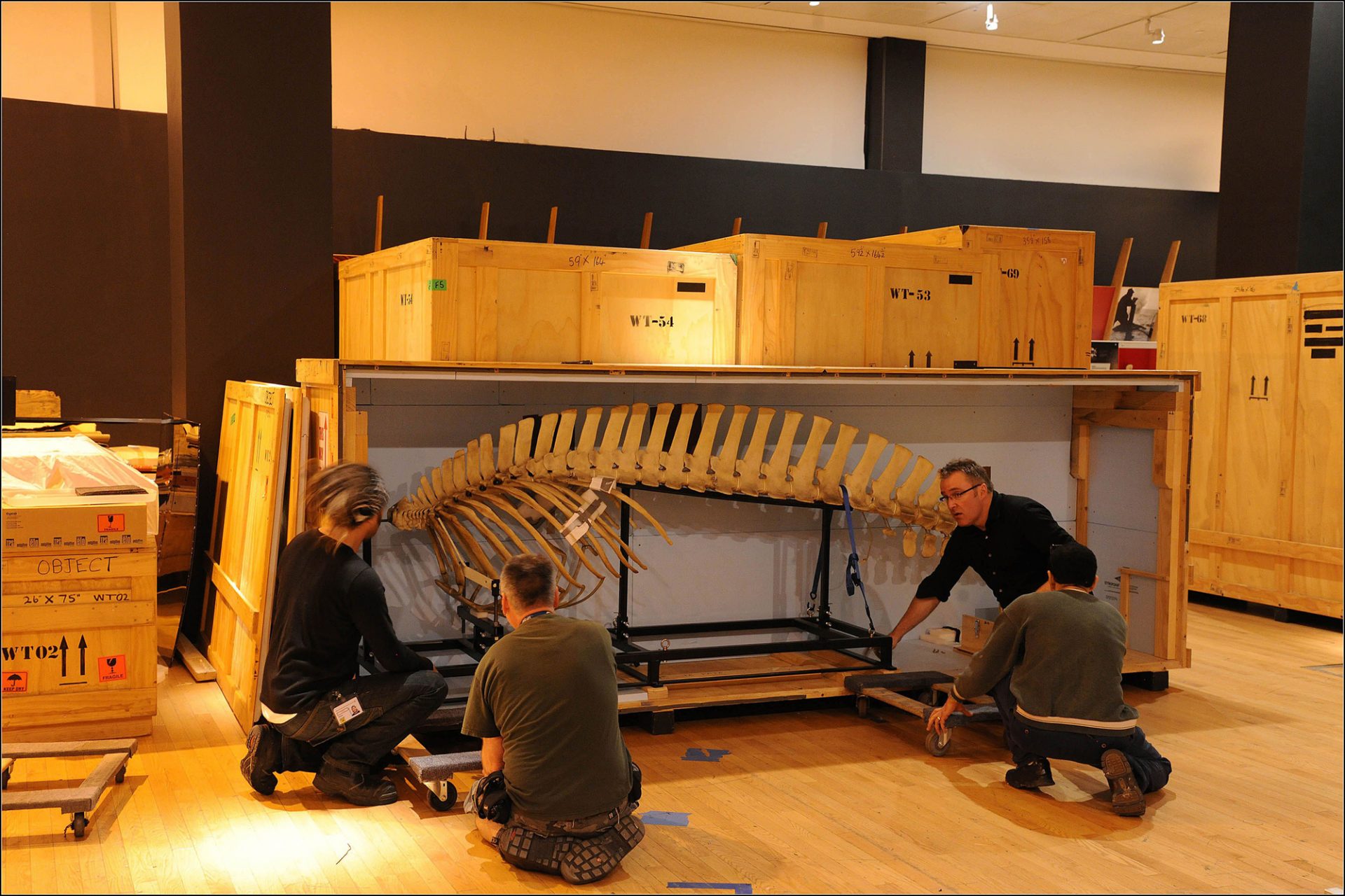 Installation shots of Whales:Giants of the Deep, on at the American Museum of Natural History in New York