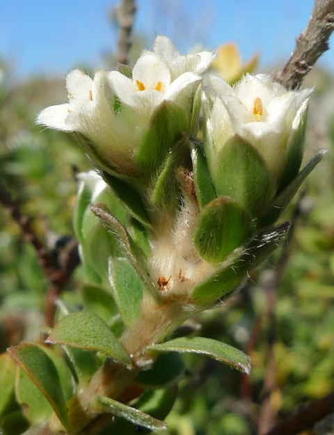Close-up of the flowers of sand daphne. With its abundant hairs, it is easy to see the relevance of the recently reinstated species name, villosa (= covered with soft hairs). This was previously known as Pimelea arenaria. Photo © Leon Perrie.