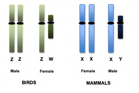 Sex chromosomes in birds and mammals.