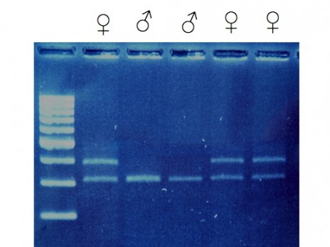 Prion sex assignment based on the CHD region. Females have two DNA bands – the top band is from the W chromosome and the lower band is from the Z chromosome. Males just have the single Z chromosome band. The lane on the far left with multiple bands contains a size standard with bands of DNA of known size. Photo credit Lara Shepherd