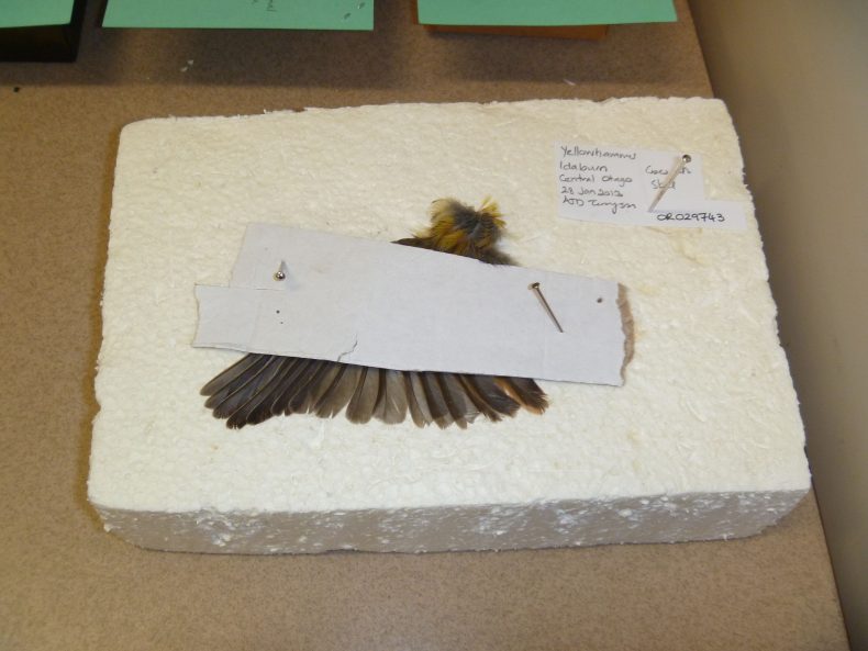 A wing being prepared by Catherine for incorporation into the collection.