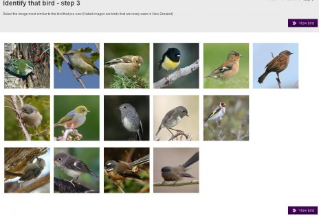 NZ Birds Online screenshot - Tiny forest birds