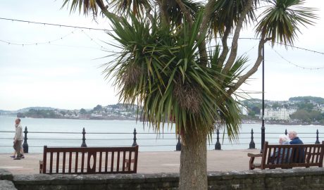 Torquay palm (cabbage tree; Cordyline australis) planted along the Torquay waterfront. Photo credit: Lara Shepherd.