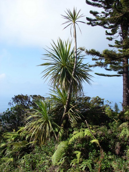 Cordyline australis on the Munro Trail, Lanai Island, Hawaii. Photo by Forest and Kim Starr (http://www.starrenvironmental.com/) 