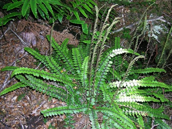 Creek fern, Blechnum fluviatile, with its fertile fronds erect above the rosette of sterile fronds. Photo © Leon Perrie.