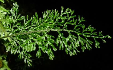 The newly-described rainforest filmy fern, Hymenophyllum pluviatile. Photo Leon Perrie. Copyright Te Papa.