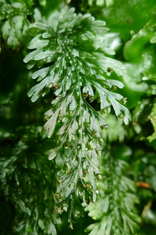Hymenophyllum australe (previously known in New Zealand as Hymenophyllum atrovirens). Photo & copyright Leon Perrie.