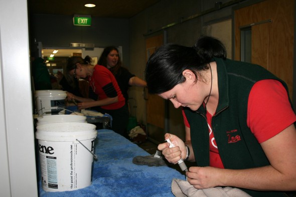 Production line for crop tubing Prions medication, food and fluids. Photo © Wellington Zoo