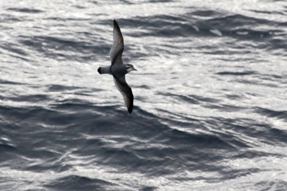 Salvin's Prion gliding on the southern Indian Ocean. Photo © Susan Waugh 