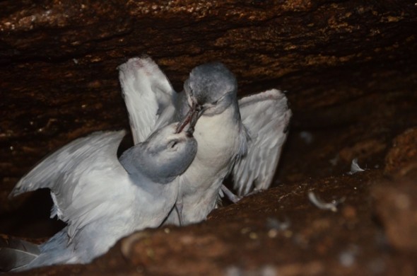 Fairy Prions do battle over a disputed nest site. Photo © Kyle Morrison.