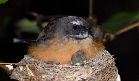 North Island New Zealand fantail on nest with chicks. , October 2007. Photographer: Peter Reese © Peter Reese, courtesy NZ Birds Online
