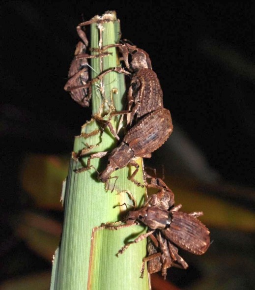 Flax weevils browse on an immature flax flower spike at night on Mana Island, Nov 2013. Image: Colin Miskelly, Te Papa