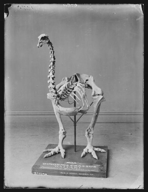 Moa skeleton, New Zealand. Burton Brothers, Maker unknown. Te Papa