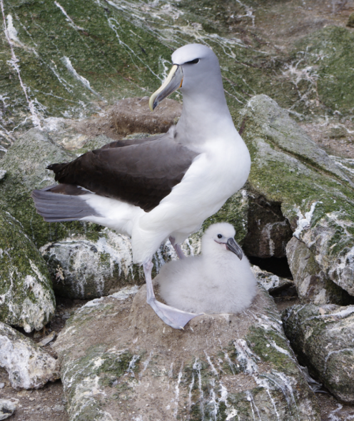 Salvin’s mollymawk and chick on Toru Islet, November 2013. Image: Colin Miskelly, Te Papa.