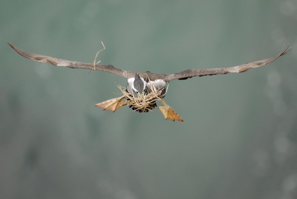 Adult spotted shag in flight with nesting material. Otago Peninsula, July 2010. Photographer: Craig McKenzie © Craig McKenzie, courtesy NZ Birds Online