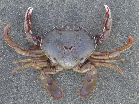 The paddle crab (Ovalipes catharus) of New Zealand. It lives just under water at sandy beaches and burrows leaving only its eyes visible, sitting in wait for prey (and swimmers’ toes!). Large males can reach 150 mm across the carapace. Photographer: WR Webber © WR Webber