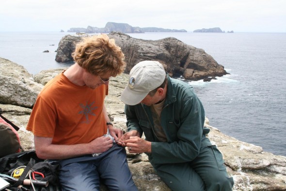 Alan Tennyson and Colin Miskelly studying  fulmar prions. Toru Islet with main Snares Islands in background. 28 Nov 2013 Photographer Antony Kusabs, Te Papa