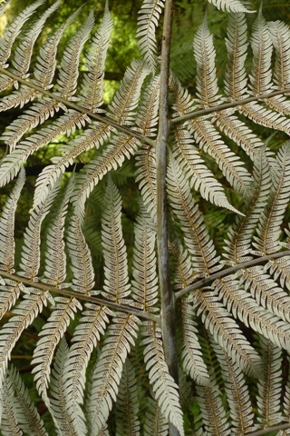 Details about   New Zealand Silver Fern 